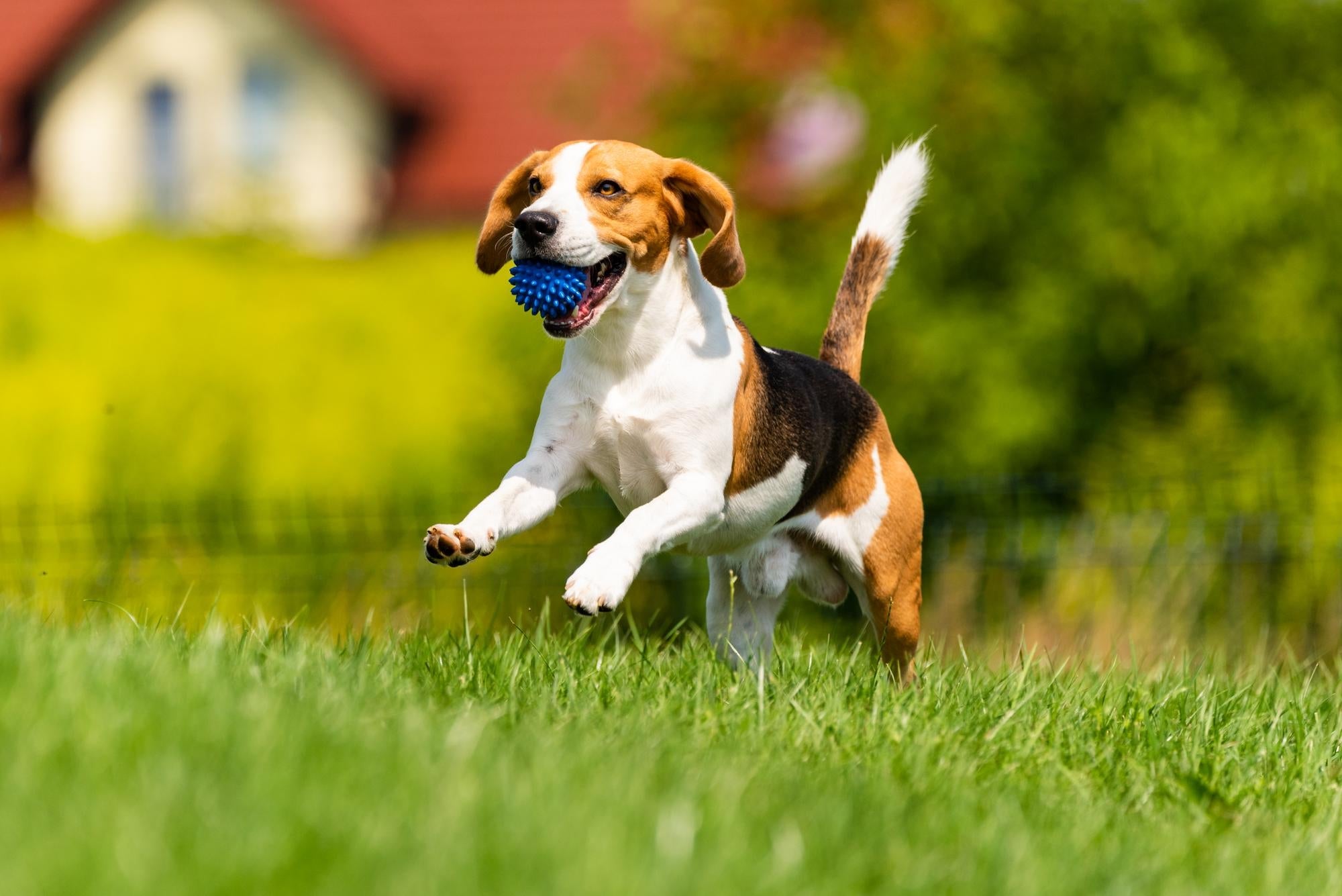 Pet Enrichment: The New Must-Have for Modern Pet Parents